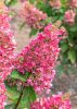 Hydrangea paniculat 