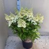 Hydrangea paniculat 