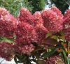 Hydrangea paniculata 'Redlight' - Bugás hortenzia
