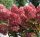 Hydrangea paniculata 'Redlight' - Bugás hortenzia
