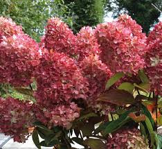 Hydrangea paniculata 'Redlight' - Bugás hortenzia
