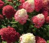 Hydrangea paniculata 'Redlight' - Bugás hortenzia