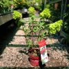 Hydrangea paniculata 'Redlight' - Bugás hortenzia