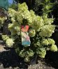 Hydrangea paniculata 'Sundae Fraise' - Bugás hortenzia