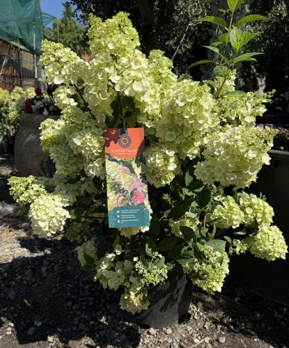 Hydrangea paniculata 'Sundae Fraise' - Bugás hortenzia