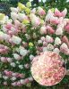 Hydrangea paniculata 'Sundae Fraise' - Bugás hortenzia