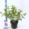 Hydrangea paniculata 'Sundae Fraise' - Bugás hortenzia