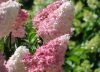  Hydrangea paniculata 'Limelight' - Bugás hortenzia (Törzses)