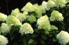  Hydrangea paniculata 'Limelight' - Bugás hortenzia (Törzses)