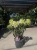 Hydrangea paniculata 'Vanille Fraise' - Bugás Hortenzia