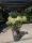 Hydrangea paniculata 'Vanille Fraise' - Bugás Hortenzia
