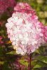 Hydrangea paniculata 'Vanille Fraise' - Bugás Hortenzia