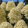 Hydrangea paniculata 'Whitelight' - Bugás hortenzia