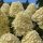 Hydrangea paniculata 'Whitelight' - Bugás hortenzia