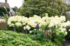 Hydrangea paniculata 'Whitelight' - Bugás hortenzia