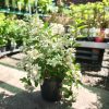 Hydrangea paniculata 'Wims Red' - Bugás hortenzia