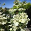 Hydrangea paniculata 'Wims Red' - Bugás hortenzia