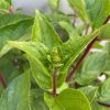 Hydrangea paniculata 'Wims Red' - Bugás hortenzia