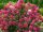 Hydrangea paniculata 'Wims Red' - Bugás hortenzia