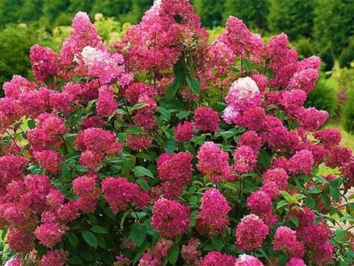 Hydrangea paniculata 'Wims Red' - Bugás hortenzia