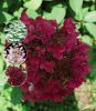 Hydrangea paniculata 'Wims Red' - Bugás hortenzia