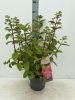 Hydrangea paniculata 'Wims Red' - Bugás hortenzia