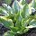 Hosta 'Queen Josephine' – Árnyékliliom