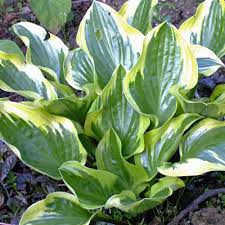 Hosta 'Queen Josephine' – Árnyékliliom