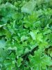 Heuchera Rex 'Lime' - Tűzeső (Tűzgyöngyvirág)