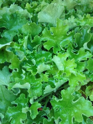 Heuchera Rex 'Lime' - Tűzeső (Tűzgyöngyvirág)