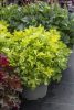 Heuchera Rex 'Lime' - Tűzeső (Tűzgyöngyvirág)