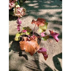 Heuchera 'Red Sea' - Tűzeső (Tűzgyöngyvirág)