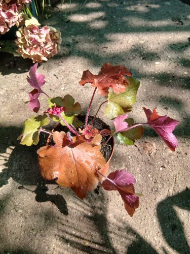 Heuchera 'Red Sea' - Tűzeső (Tűzgyöngyvirág)