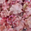 Heuchera 'Red Sea' - Tűzeső (Tűzgyöngyvirág)