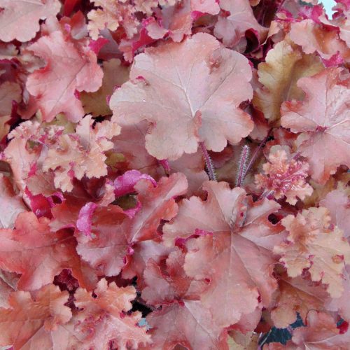 Heuchera 'Red Sea' - Tűzeső (Tűzgyöngyvirág)