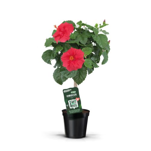 Hibiscus rosa-sinensis 'red' - Mályvacserje