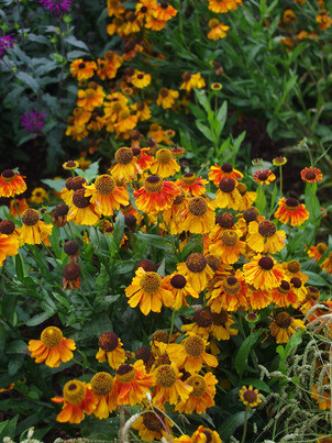 Helenium "Sahin's Early Flowerer" - Napfényvirág