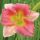 Hemerocallis Siloam 'Final Touch' -  Sásliliom