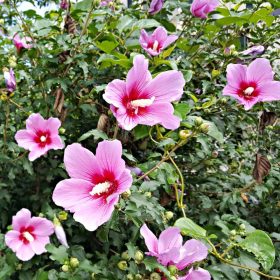   Hibiscus syriacus 'Flower Tower Purple' – Mályvacserje