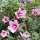 Hibiscus syriacus 'Flower Tower Purple' – Mályvacserje