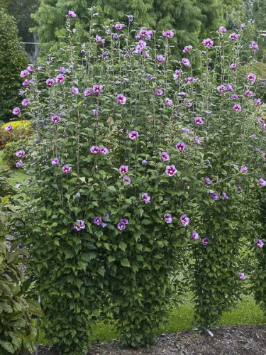 Hibiscus syriacus 'Flower Tower Purple' – Mályvacserje