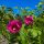 Hibiscus syriacus 'Flower Tower Ruby' – Mályvacserje