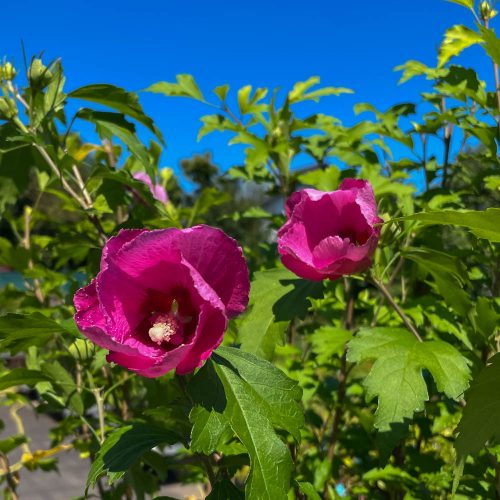 Hibiscus syriacus 'Flower Tower Ruby' – Mályvacserje