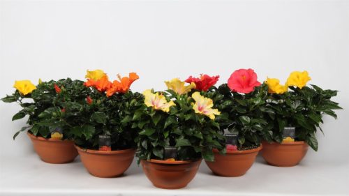 Hibiscus Sunny mix - Mályvacserje