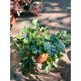 Heuchera 'Tapestry' - Tűzeső (Tűzgyöngyvirág)