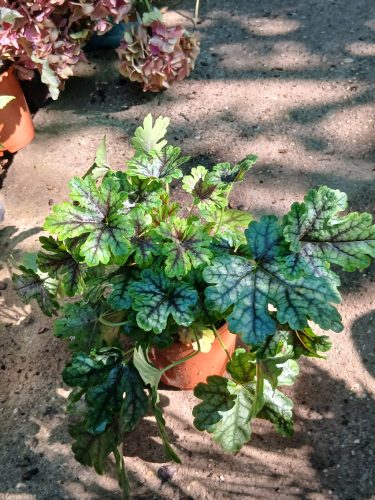 Heuchera 'Tapestry' - Tűzeső (Tűzgyöngyvirág)