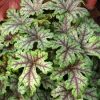 Heuchera 'Tapestry' - Tűzeső (Tűzgyöngyvirág)