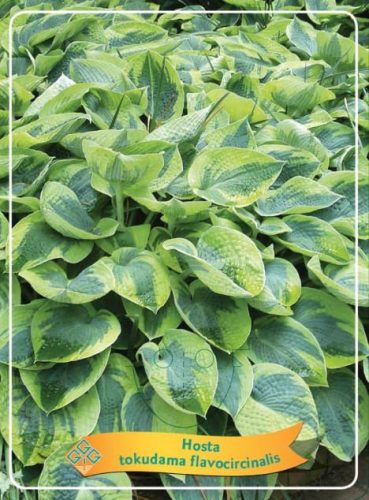 Hosta tokudama flavocircinalis  - Árnyékliliom