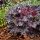 Heuchera 'Timeless Night' - Tűzeső (Tűzgyöngyvirág)