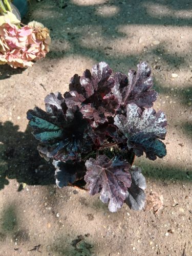 Heuchera 'Timeless Night' - Tűzeső (Tűzgyöngyvirág)